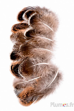 Pauw groen - 4-12 cm - bruin-natuurlijk